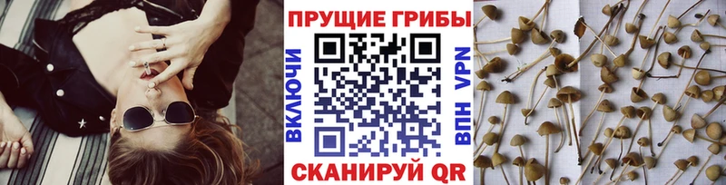 где купить   darknet формула  Галлюциногенные грибы мицелий  Сорск 
